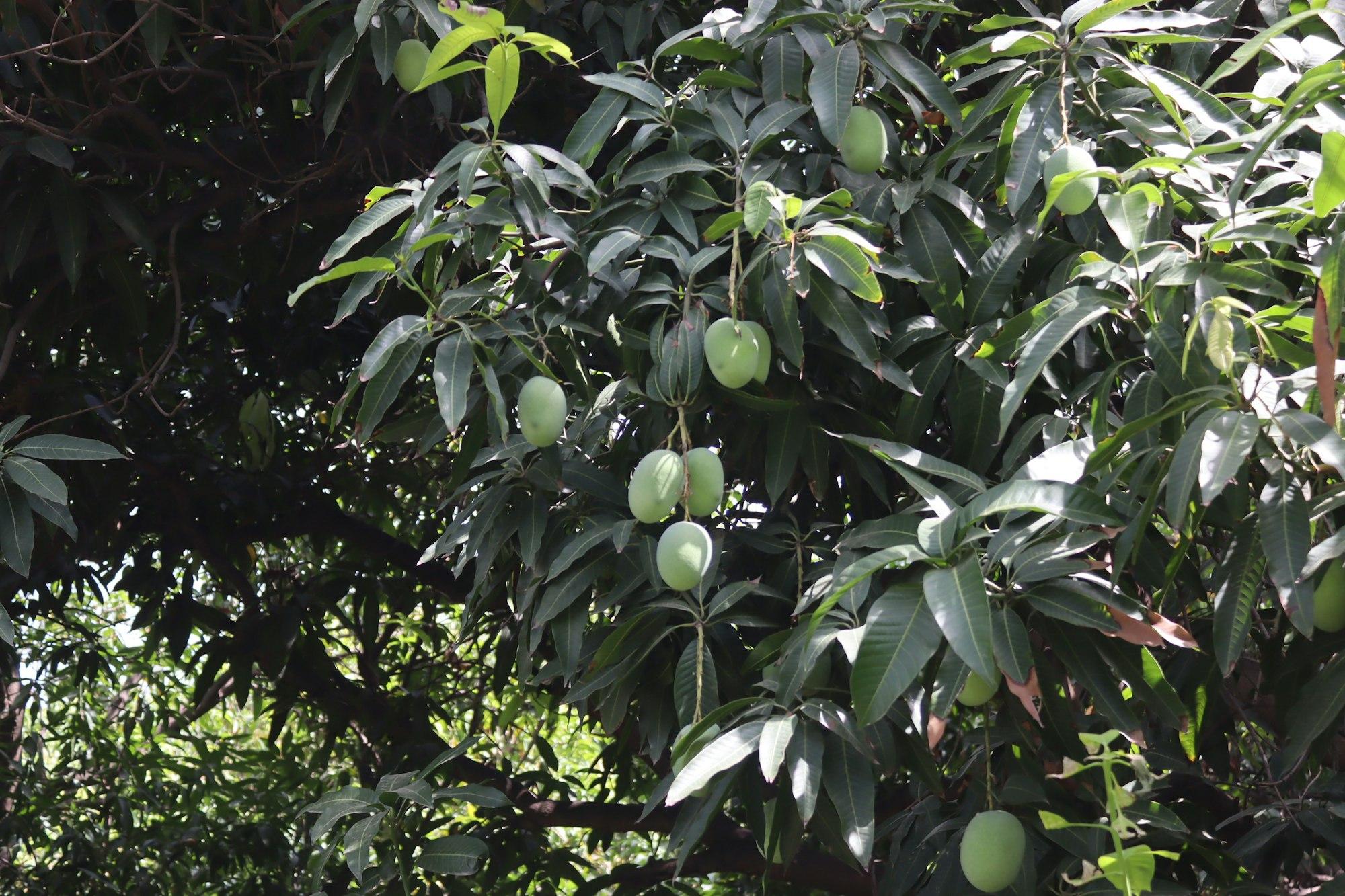 Mango tree with green mangoes in an orchard